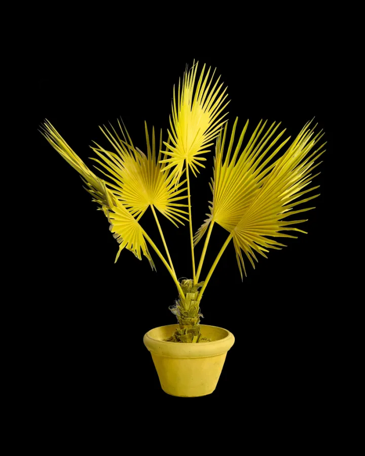 Polspotten Fan Palm in Pot- Decoration