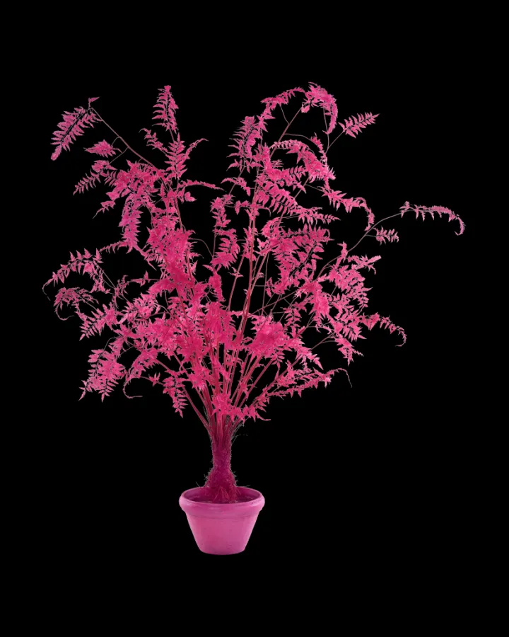 Polspotten Fern In Pot - L- Decoration