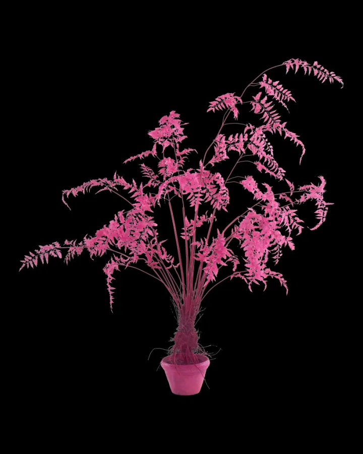 Polspotten Fern In Pot - S- Decoration